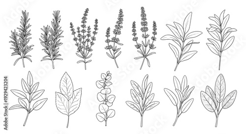 A collection of hand-drawn herb and spice plants with leaves and flowers