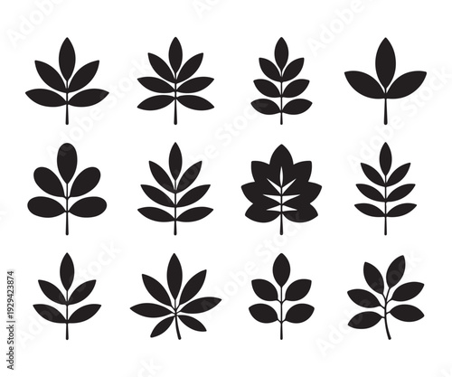 Set of black leaf silhouette icon vector design, different plant branches of monstera palm and maple
