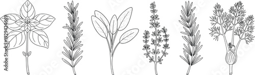 Black and white botanical illustration set featuring basil, rosemary, sage, thyme, fennel, and herbs, detailed line drawings for culinary, medicinal, gardening, and educational artwork reference