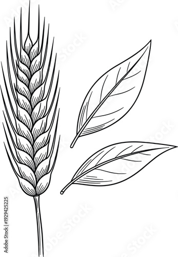 Wheat Stalk and Leaves Illustration, Detailed Line Art of Natural Grain