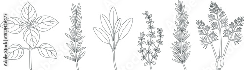 Black and white botanical illustration set featuring basil, rosemary, sage, thyme, lavender, and parsley herbs, detailed line drawings for culinary, gardening, 