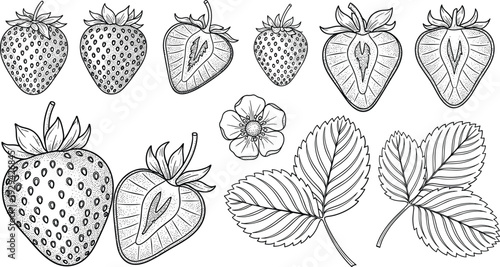 Detailed Line Art of Strawberries, Flowers, and Leaves, Botanical Illustration Design