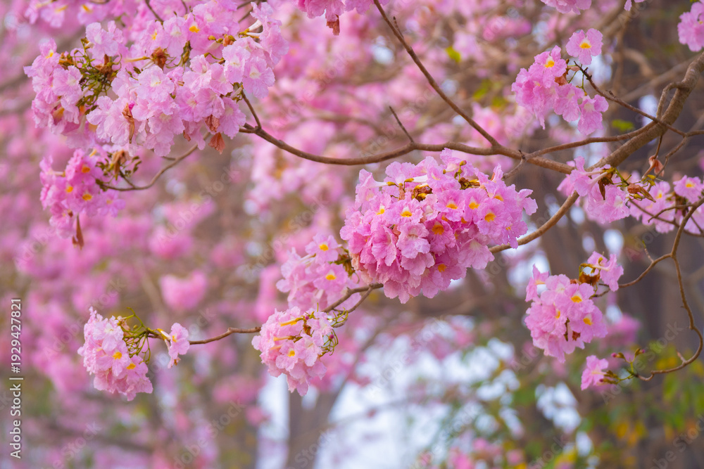 Naklejka premium Pink flower cluster bloom on tree branch in spring season with soft background and natural light Tabebuia rosea, Bignoniaceae
