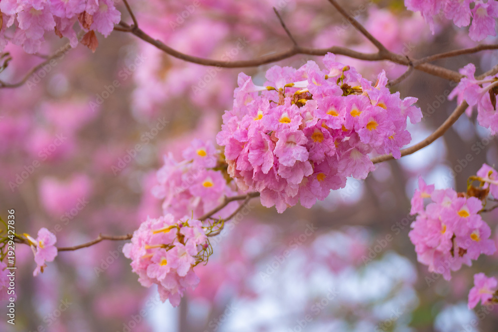 Obraz premium Pink flower cluster with yellow center blooms on tree branch in soft focus background, evoking spring beauty Tabebuia rosea, Bignoniaceae