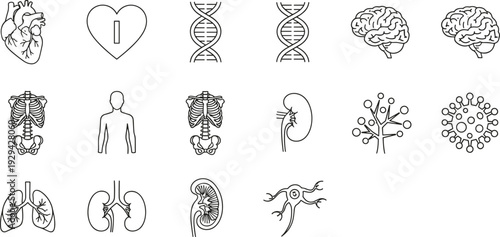Blue line medical icons set featuring human organs DNA skeleton brain lungs kidney neuron and virus symbols isolated on white background for healthcare design