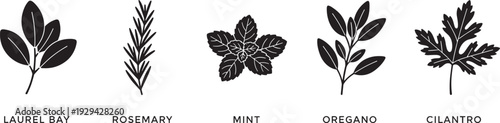 Black silhouette botanical illustration set featuring laurel bay, rosemary, mint, oregano, and cilantro herbs, labeled for culinary cooking, gardening, educational, and design reference artwork