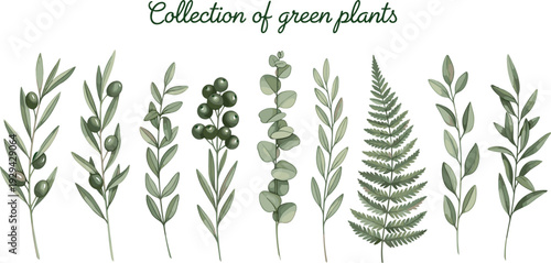 Collection of Green Plants and Leaves, Olive Branches, Ferns, and Eucalyptus, Botanical Illustrations