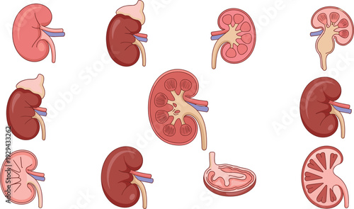 Human Kidney Anatomy Set with Cross Section Views and Medical Illustration of Renal Organ Structure Isolated on White Background Detailed Educational Diagram Collection