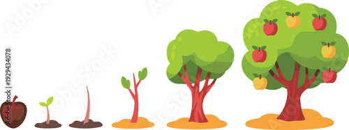 Apple tree growth stages illustration set, plant life cycle vector artwork, agriculture design graphics, seedling icons collection, botanical development symbol