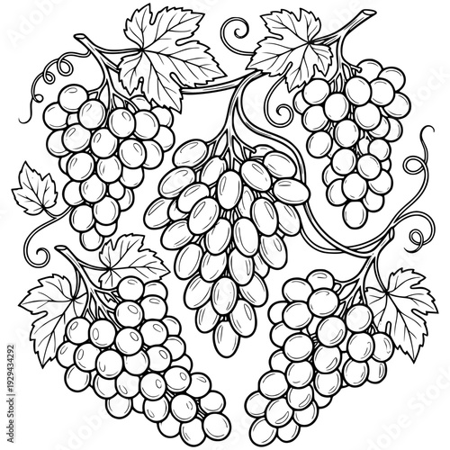 Grapevine Symphony: A harmonious monochrome illustration showcases several clusters of ripe grapes and graceful grape leaves, a symbol of nature's bounty and the art of viticulture.