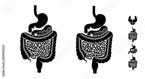 Human Digestive System Illustration Anatomy Details.