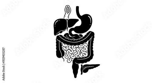 Human Digestive System Illustration Anatomy Diagram.