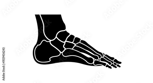 Human Foot Bones Silhouette Illustration.