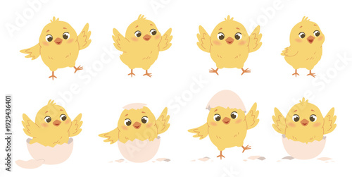 Collection of a cute yellow chicks - standing and just hatched from its eggshell. Vector illustration isolated on a white background