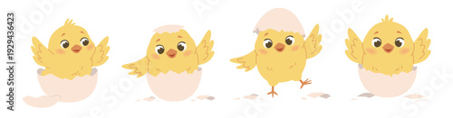 Collection of a cute yellow chicks just hatched from its eggshell. Vector illustration isolated on a white background