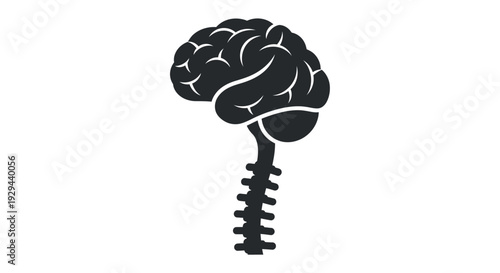 Human Brain and Spinal Cord Illustration.