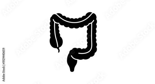 Human Colon Anatomy Illustration.