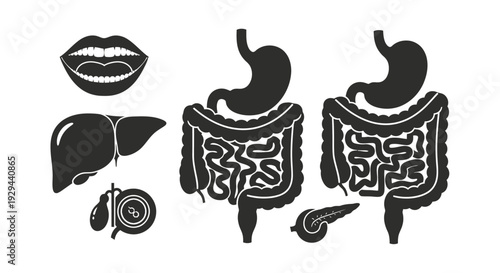 Human Digestive System Anatomy Illustration.