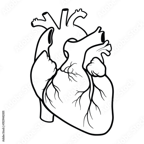 Detailed illustration of a human heart with veins and arteries