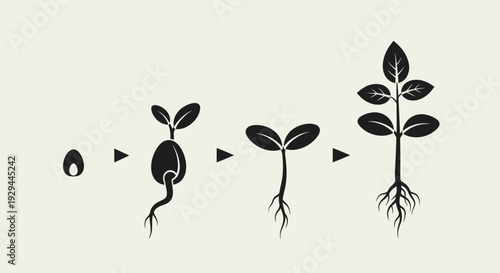 Seedling growth stages illustration showing germination process, Seed, Roots, Leaves, Plant, Sprouting