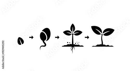 Seed germination stages illustrated from seed to sprout growth in soil environment vector graphic