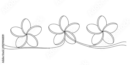 Simple black and white continuous line art illustration of three tropical plumeria blossoms in a row Vector, illustration