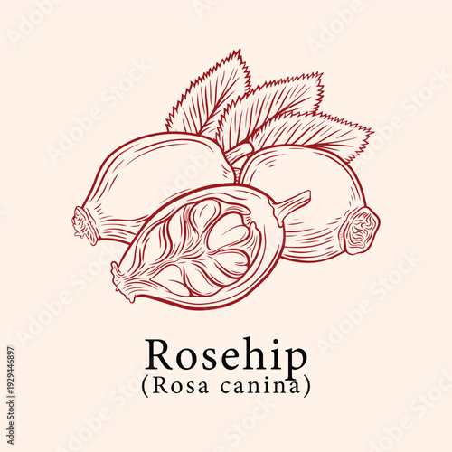 Hand drawn rosehip botanical engraving illustration elegant plant emblem highlighting youthful renewal and soothing skincare for luxury cosmetic packaging