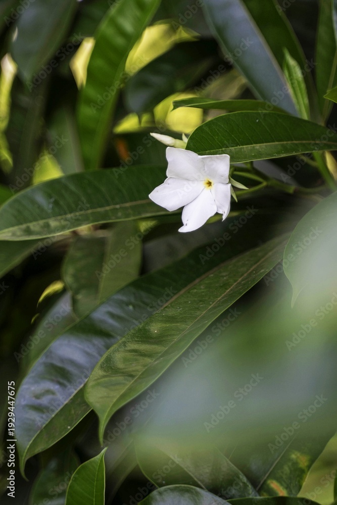 Obraz premium white lily flower in a botanical garden, Thailand