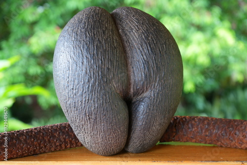 View of a coco de mer, or double coconut, seed from the Lodoicea maldivica tree, a unique palm tree from the Seychelles