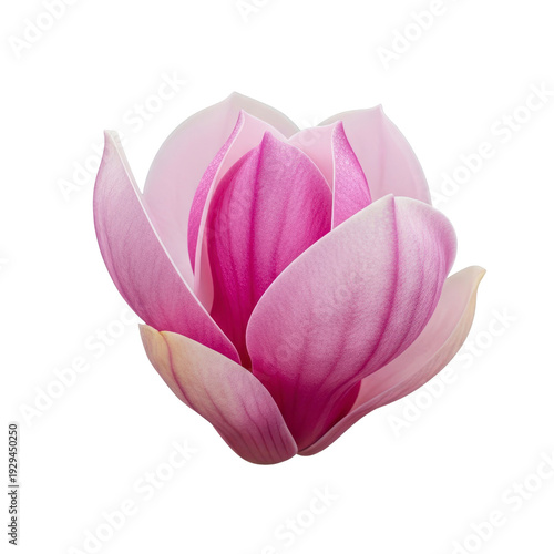Pink Magnolia flower bloom isolated on white