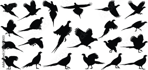 Black silhouettes of pheasants in flight, standing, and walking with long tail feathers, perfect for wildlife design, ornithology, and nature-themed projects