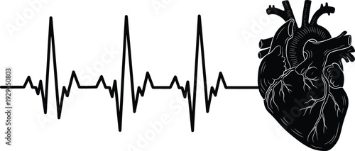 Anatomical human heart silhouette with pulse heartbeat line for cardiology medical health and cardiology wellness flat vector illustration