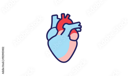 Human heart organ anatomical vector illustration in flat line style isolated on white background