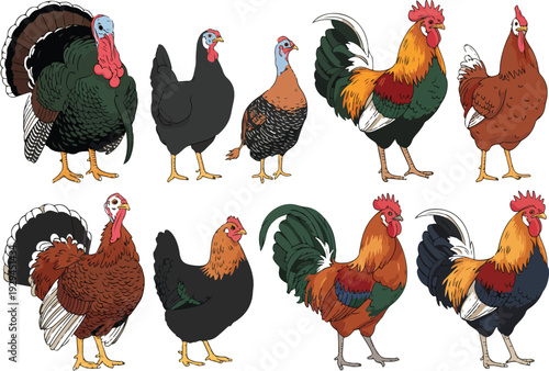 rooster and hens