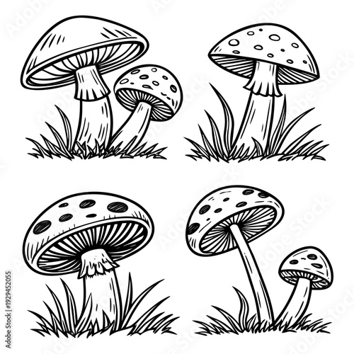 vector illustration of mushrooms