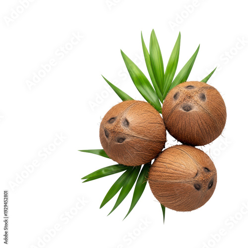 Three coconuts and palm leaves On Transparent Background