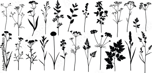 Elegant collection of wildflower silhouettes showcasing diverse botanical species, detailed plant morphology, natural leaf patterns, floral clusters, and stems for design inspiration