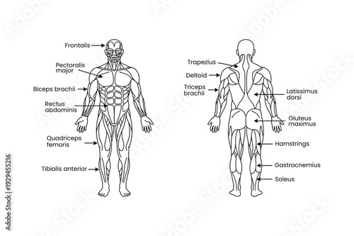 Human Muscular System Diagram Guide