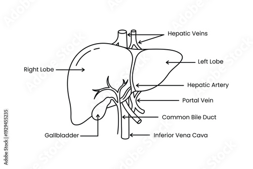 Human Liver Anatomy Diagram Guide