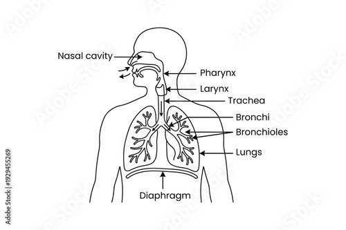 Human Respiratory System Anatomy Diagram
