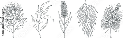 Intricate black-and-white botanical line drawings of diverse plant species with detailed leaves, stems, and flowers, ideal for scientific illustration, plant 