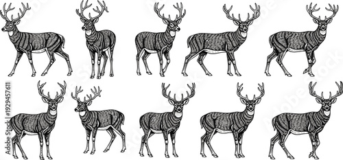 Detailed collection of deer silhouettes with antlers, vintage wildlife illustration style, anatomical variations, natural poses, and artistic design inspiration for forest and nature projects