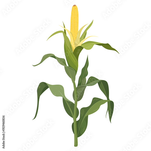 Illustration of a single corn plant with leaves and an ear of corn