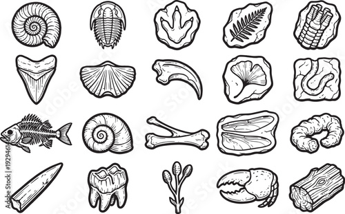 A collection of meticulously rendered black and white illustrations of various ancient fossils, perfect for educational and scientific projects. 