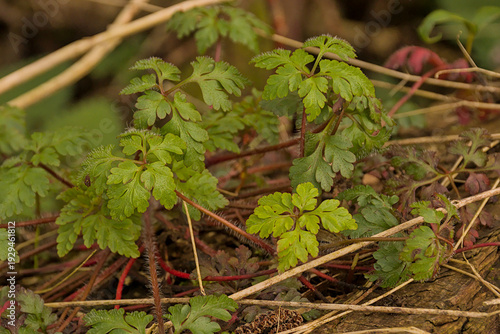 Photography closeup of the palmate leafs of a herb-robert plant - geranium robertianum
