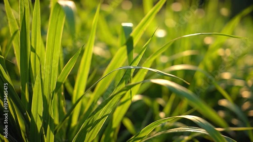 Perfume plant and flower cultivation in a lush green field, captured in a serene close-up shot under natural sunlight.