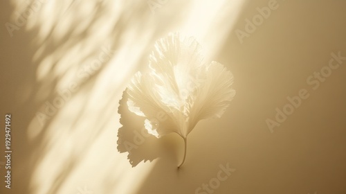 Delicate ginkgo leaf in soft sunlight minimalist nature photography beige background