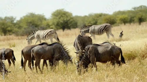 Scene of Wildebeest antelope herd and zebras breeding on savannah fields. Wild mammal animals of South Africa concept. Safari tourism. Wildlife of Tanzania. Migrating animals. Serengeti national park