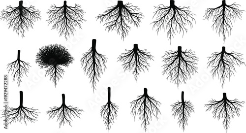 Botanical vector collection of eighteen diverse plant root system silhouettes showing branching patterns, fibrous structures, and educational designs for agriculture and biology