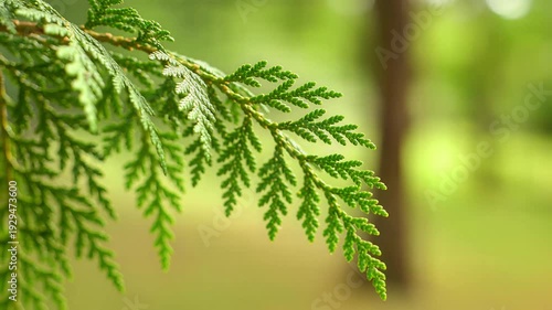 Close-up of perfume Plant flowers and leaves in a serene garden environment with a soft natural viewpoint
